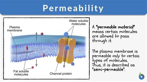 permeability of gas materials